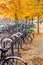 Rows of bicycles parked under colorful fall trees