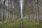 Rows of birch