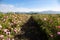 Rows of Bloomed Roses in an Agricultural Field