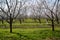 Rows of blooming almond trees in an orchard