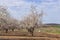 Rows of blossoming Almond in orchard against a cloudy sky and green agriculture fields