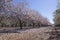 Rows of blossoming almond trees in the garden on a background of blue sky