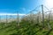 Rows of blossoming low-stem apple trees in an orchard with bright white blossoms under a clear blue sky