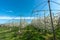 Rows of blossoming low-stem apple trees in an orchard with bright white blossoms under a clear blue sky