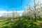 Rows of blossoming low-stem apple trees in an orchard with bright white blossoms under a clear blue sky