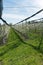 Rows of blossoming low-stem fruit trees in an orchard with bright white blossoms