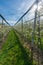 Rows of blossoming low-stem fruit trees in an orchard with bright white blossoms