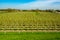 Rows with blossoming plum, apple, cherry, pear fruit trees in springtime in farm orchards, Betuwe, Netherlands