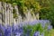 Rows of Bluebell growing in a green garden in outdoors with a wooden gate background. Many bunches of blue flowers in