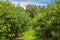 Rows of Blueberry Bushes