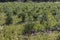 Rows of blueberry bushes on an eco farm. Concept of blueberry farming.