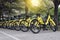 Rows of bright yellow public rental bikes on a stree