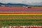 Rows of Brilliant Tulips on Farmland