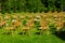 Rows of brown folding chairs