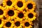 Rows of brown and yellow sunflower blooms