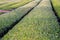 Rows Bushes and Tea Leaves in the Grass Field