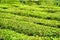 Rows of bushes on tea plantation. Bright green tea leaves