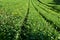 Rows of bushes on a tea plantation on a sunny day