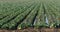 Rows of cabbage in the field