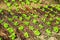 Rows of cabbage growing in a field in a fertile volcanic