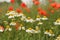 Rows of camomile flowers and red poppies in the background