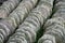 Rows of capping stones for drystone walling. Derbyshire, England.