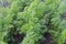 Rows of the carrot plants growing on a field