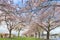 Rows of Cherry Blossom Trees in Spring