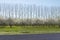 Rows of cherry blossoms and taller trees in background with road