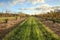 Rows of Cherry Trees