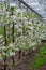 Rows of cherry trees with white blossom in fruit orchard protection sytem from birds in sunny spring day, Betuwe, Netherlands