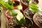 Rows of Christmas Cactus plants seedlings in pots