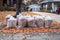 Rows of clear bags of Autumn leaves with more Maple leaves scatterd on yard and in street after a rain in residential neighborhood