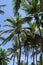 Rows of coconut trees on the beach of Anyer Carita, West Java, Indonesia