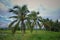 Rows of coconuts line the verdant rice fields.