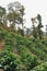 Rows of coffee plants