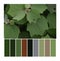 Rows of color palettes along with photos of animal fan leaves on them, color samples from aboveï¿¼