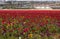 Rows of colorful flowers