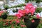 Rows of colorful flowers hanging in pots