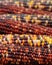 Rows of Colorful Indian Corn