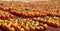 Rows of Colorful Pumpkins