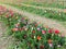 Rows of colorful tulips in spring, flower show in Rome.  perfect for backgrounds