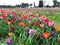 Rows of colorful tulips in spring, flower show in Rome.  perfect for backgrounds