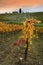 Rows of colorful vineyards in the autumn season at sunset in the Chianti Classico region near Florence. Italy