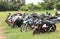 Rows of colourful parked motorbikes on green grass