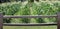 Rows of Corn Growing Behind a Wooden Fence