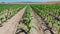 Rows of corn plants growing on a field