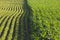 Rows of corn and soybeans in afternoon sunlight