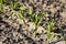 Rows of corn sprouts beginning to grow. Young corn seedlings growing in a soil. Agricultural concepts.