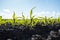 Rows of corn sprouts beginning to grow. Young corn seedlings growing in a soil. Agricultural concepts.